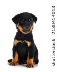 Puppy Rottweiler In Front Of...