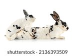 Rex Rabbits In Front Of White...