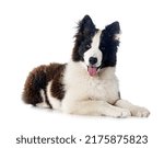 Small photo of young Yakutian Laika in front of white background