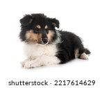 Puppy Rough Collie In Front Of...