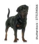 Adult Male Rottweiler In Front...