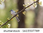 Tufted Titmouse On Budded Pear...