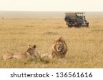 African Lion Couple And Safari...
