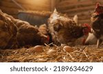 Hen lays eggs at a chicken coop ...