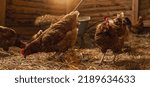 Hens at a chicken coop in a...