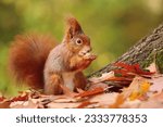 Cute eurasian red squirrel in autumn