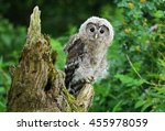 Nordic Tawny Owl