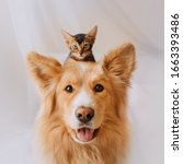 Small photo of happy mixed breed dog portrait with a kitten on his head