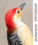 Red Bellied Woodpecker Portrait ...