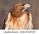 Red tailed hawk portrait ...