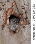 Small photo of Eastern screech owl slipping in a tree hole, Quebec, Canada