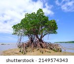 Loop-root mangrove in iriomote island 