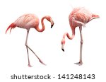 Two flamingo isolated on white...