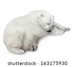 One Polar Bear Cubs Sleep....