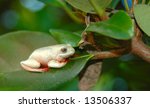A Little White African Frog ...