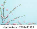 branches of blossoming almonds on blue background