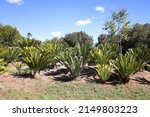 A Group Of Cycads In Majik...