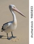 Wild Pelican At Beach On Island