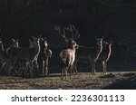 Small photo of Stag portrait who sits regally in his natural habitat. Stag or deer could really have a full set of antlers. Hunter in the woods, hunt for deer or other stags