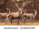 Small photo of Stag portrait who sits regally in his natural habitat. Stag or deer could really have a full set of antlers. Hunter in the woods, hunt for deer or other stags