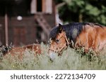 Small photo of Horses grazing in the farm yard, their contentment and peacefulness a testament to the simple joys of life. Horses running joyfully in the farm yard, their unbridled energy and exuberance