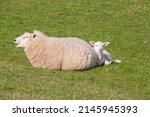 mother sheep and lamb lying on... | Shutterstock . vector #2145945393