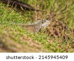 iguana at parc paysager du... | Shutterstock . vector #2145945409