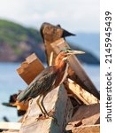 mature green heron on a pile of ... | Shutterstock . vector #2145945439