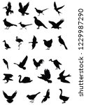 birds group silhouette  | Shutterstock .eps vector #1229987290
