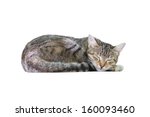 A Sleeping Cat Isolated On A...