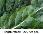 Chard Leaves Background