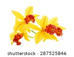 Yellow Orchid Flowers Isolated...