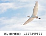 White Egret Flying Overhead...