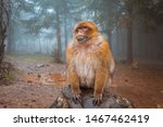 Barbary Macaque Monkeys Sitting ...