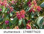 Small photo of Rhododendron flowers are limp due to the drought.