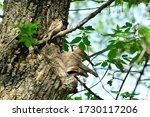 The Eurasian Tree Sparrow ...