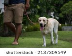 Portrait of yellow labrador retriever taken for a walk in the park by its owner at summer. Dog training. Adorable pet. Closeup portrait