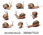 Set of snails isolated on white background
