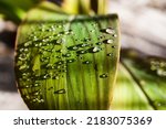 Canna Lily Plant With Rain...