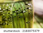Canna Lily Plant With Rain...