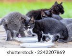 Small photo of 8 week old outside kittens eat their meals and clean themselves afterwards in an urban environment