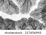 Detailed Trees Branches On Blue ...