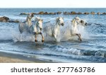 White Camargue Horses Running...