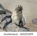 Cape Fur Seals On Cape Cross  ...