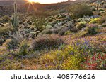 Blooming Sonoran Desert...