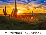 Saguaros At Sunset In Sonoran...