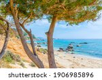 Small photo of Pine trees by the sea in Porto Sa Ruxi shore. Sardinia, Italy