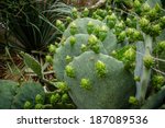 Prickly Pear Cactus Beginning...