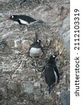 Gentoo Penguins  Nesting    ...