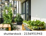 Urban balcony garden with chard, kangkung and other easy to grow vegetables